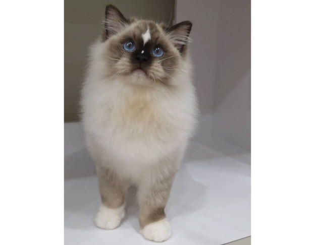 海豹手套弟弟(找家長中)