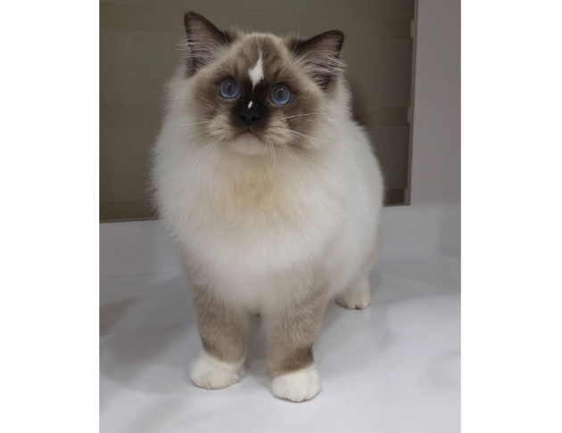 海豹手套弟弟(找家長中)