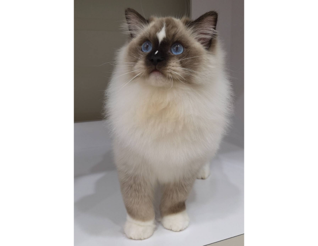 海豹手套弟弟(找家長中)