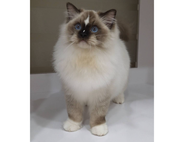 海豹手套弟弟(找家長中)