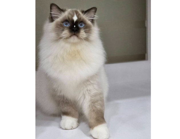 海豹手套弟弟(找家長中)