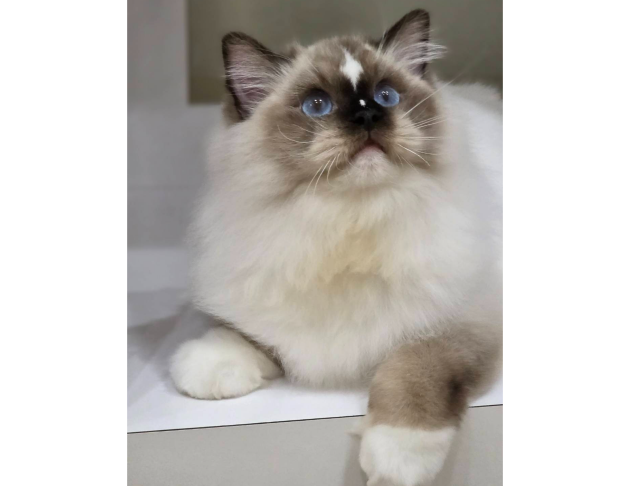 海豹手套弟弟(找家長中)