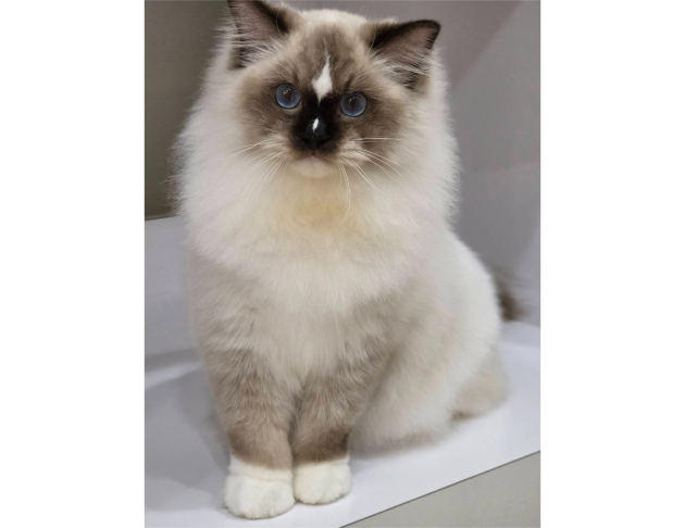 海豹手套弟弟(找家長中)