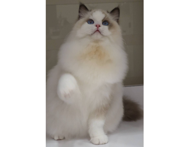 海豹雙色妹妹（找家長）