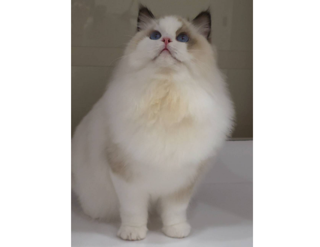 海豹雙色妹妹（找家長）