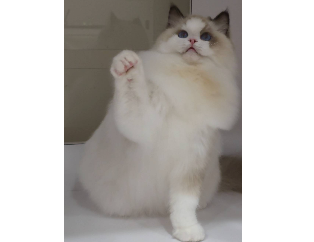 海豹雙色妹妹（找家長）