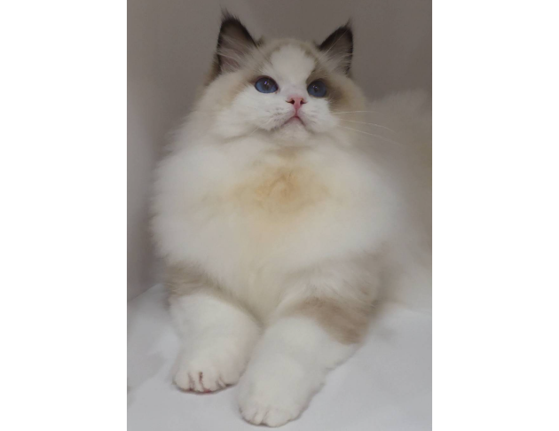 海豹雙色妹妹（找家長）