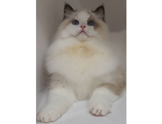 海豹雙色妹妹（找家長）