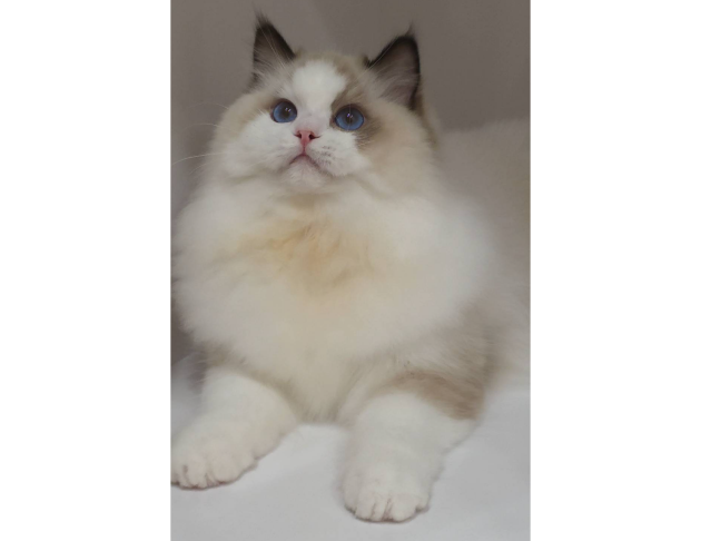 海豹雙色妹妹（找家長）