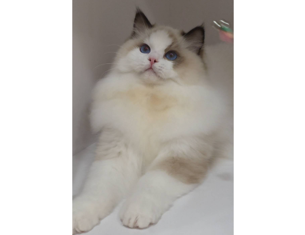 海豹雙色妹妹（找家長）