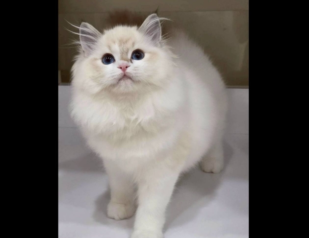 海豹山貓紋雙色妹妹(找家長)