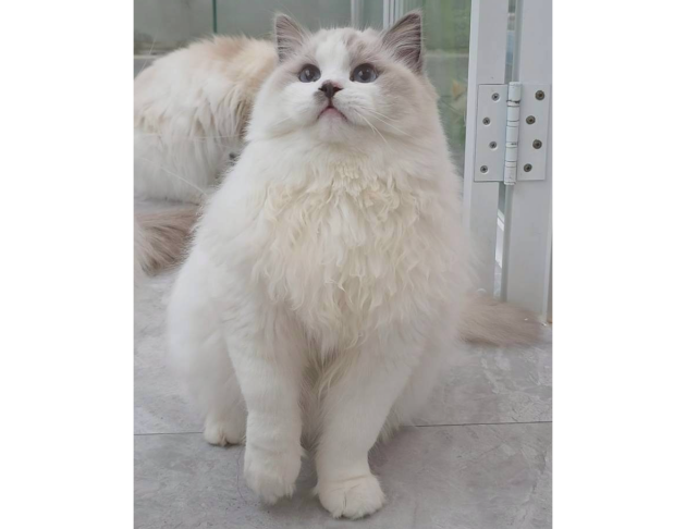 藍雙色弟弟（找家長）