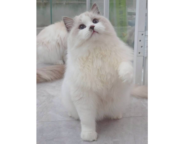 藍雙色弟弟（找家長）