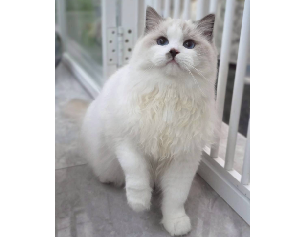 藍雙色弟弟（找家長）