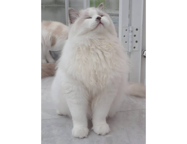 藍雙色弟弟（找家長）