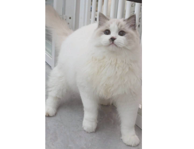 藍雙色弟弟（找家長）