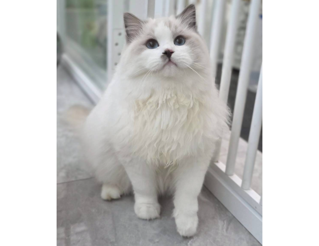 藍雙色弟弟（找家長）