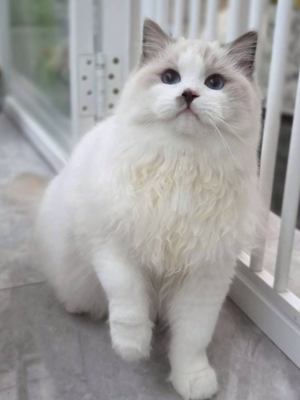 藍雙色弟弟（找家長）