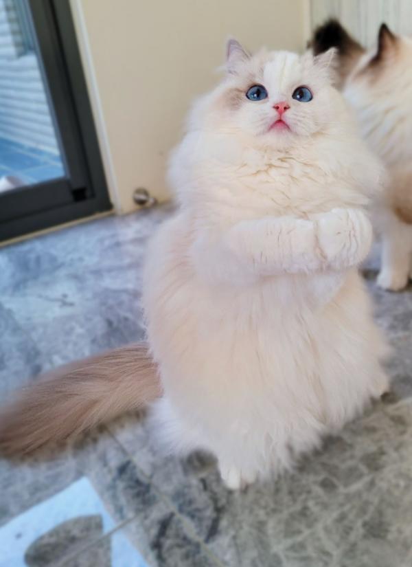 QUEEN︱魚子醬