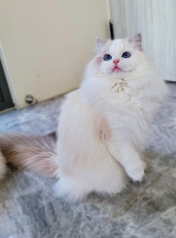 QUEEN︱魚子醬